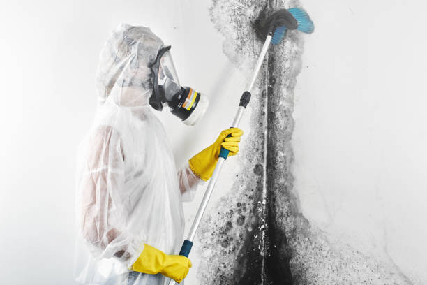 Best Post-Remediation Verification Testing  in Black Canyon City, AZ