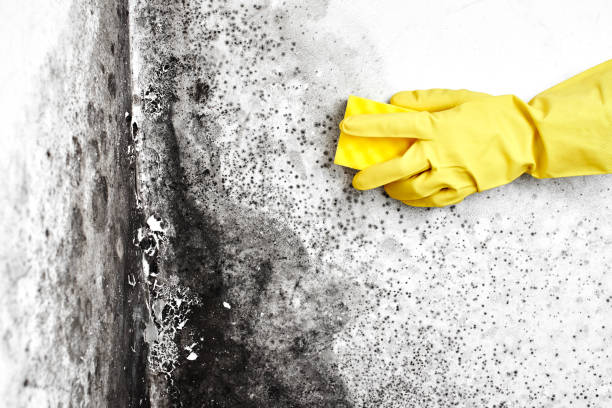 Best Mold Removal for HVAC Installations  in Black Canyon City, AZ